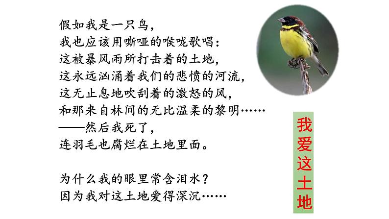 《艾青诗选》：如何读诗 课件第1页