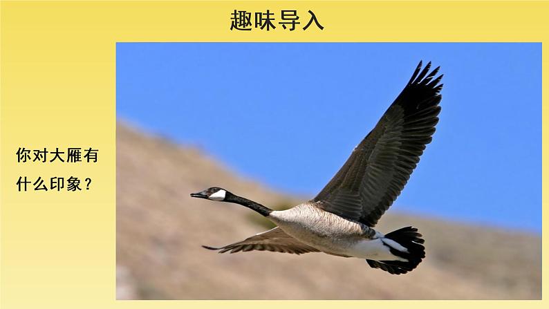人教部编版八年级下册《大雁归来》教学课件02