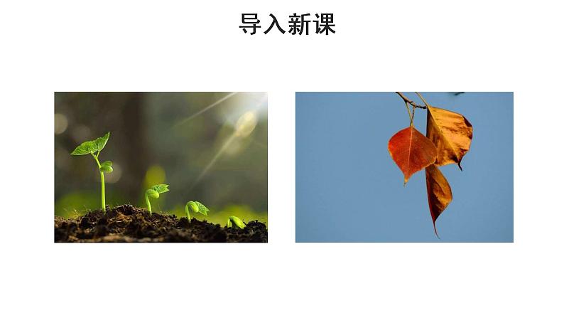 人教部编版八年级下册《大自然的语言》教学课件第2页