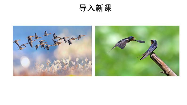 人教部编版八年级下册《大自然的语言》教学课件第4页