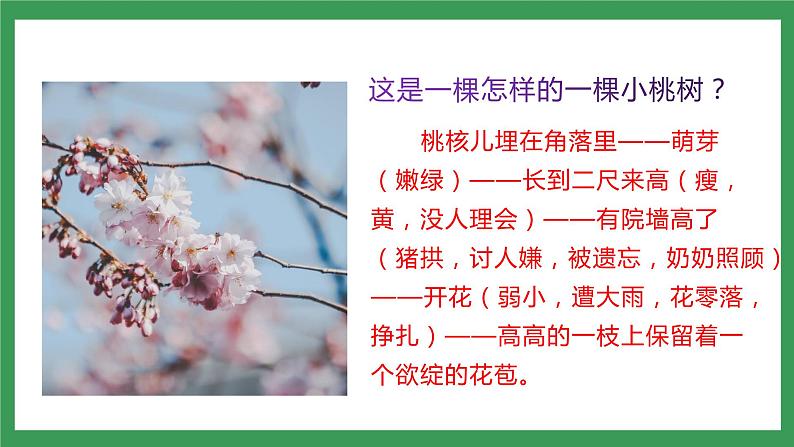 19《一棵小桃树》 第2课时课件+教案+学案+同步练习06