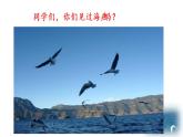 4 海燕 课件