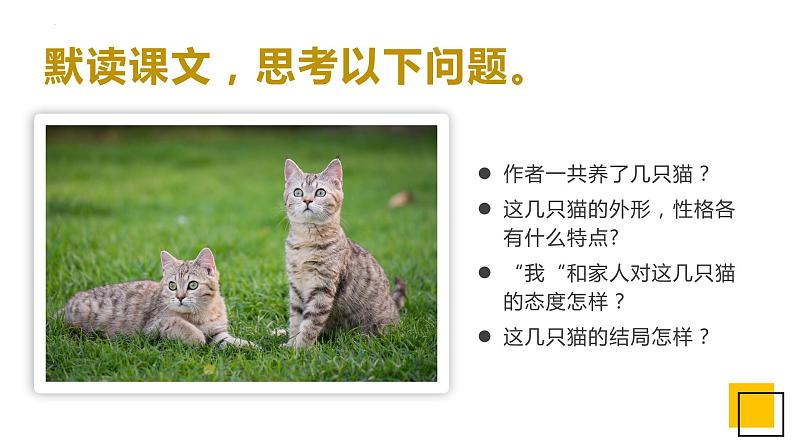 第16课《猫》课件2022—2023学年部编版语文七年级上册07