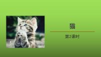 人教部编版16 猫教案配套ppt课件