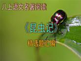 八上语文名著阅读《昆虫记》精选题汇编课件PPT