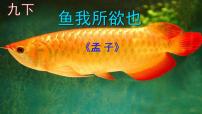 初中人教部编版9 鱼我所欲也优秀课件ppt