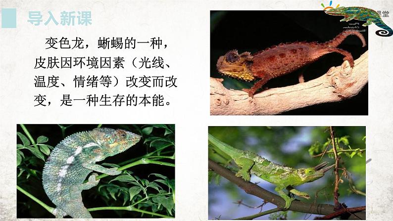 第6课《变色龙》 学案课件01