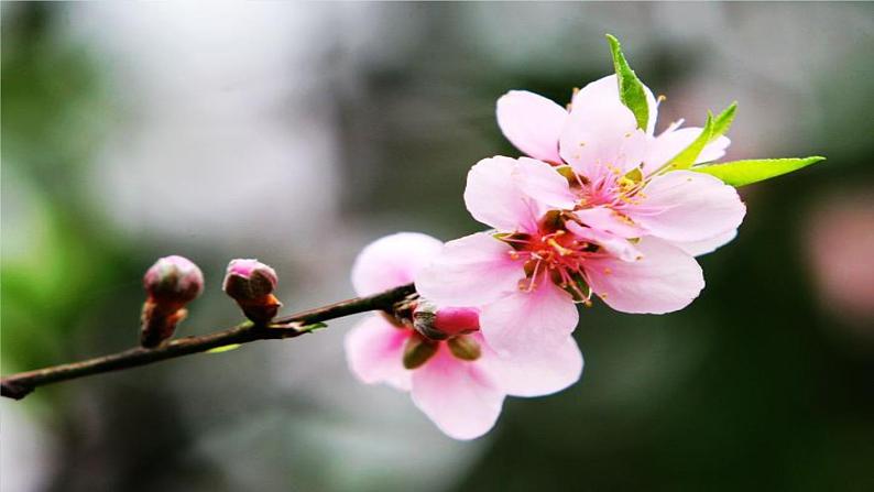 第5单元 19《一棵小桃树》课时1第1页