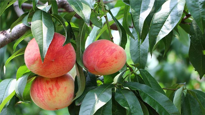 第5单元 19《一棵小桃树》课时1第3页