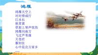 人教部编版八年级下册大雁归来课文配套ppt课件