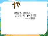 人教八下语文 第2单元 7《大雁归来》 PPT课件