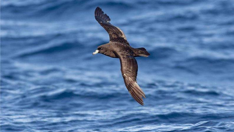 4课 海燕 课件—九年级下册语文部编版01