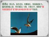 4课 海燕 课件—九年级下册语文部编版