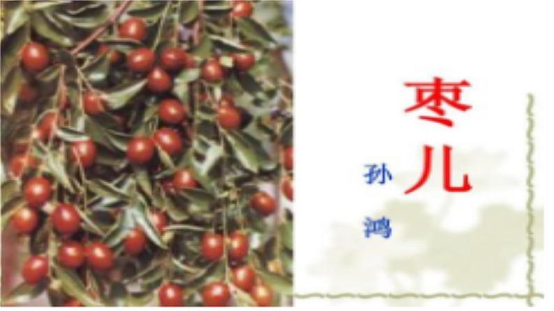 第19课《枣儿》（教学课件）-九年级语文下册同步备课系列（部编版）第3页