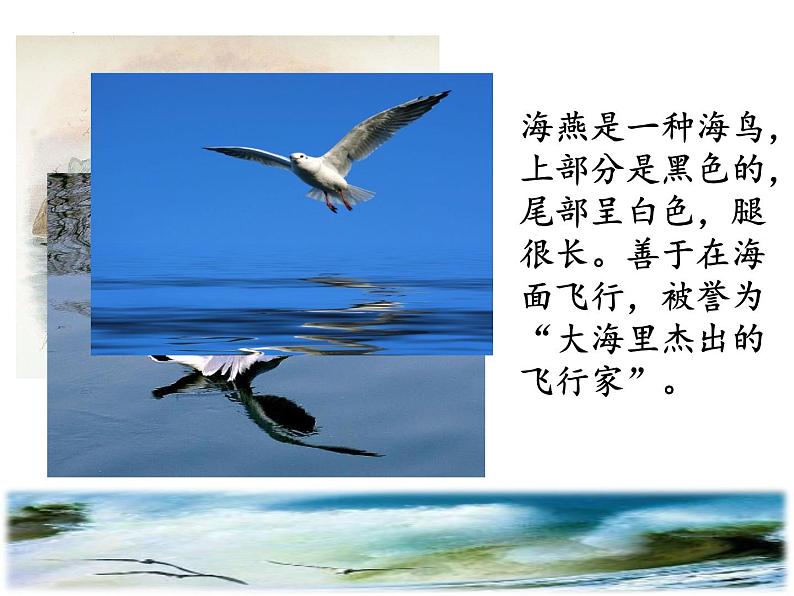 第04课++海燕（课件+教案）（内含音视频）-【大单元教学】2022-2023学年九年级语文下册备课精选课件及教案04