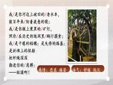 【人教部编版】九下语文  1 祖国啊，我亲爱的祖国【第二课时】课件