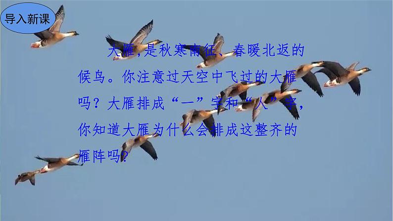 7 大雁归来（课件PPT+教案+导学案+音视频素材）02