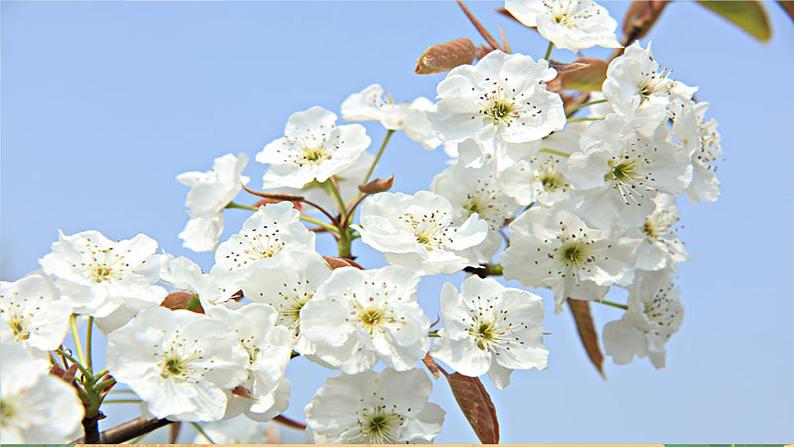 人教七下语文 第4单元 15《驿路梨花》 PPT课件02