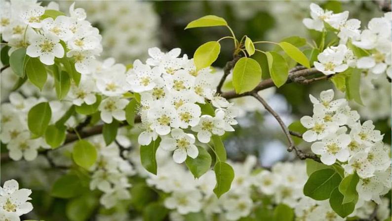 人教七下语文 第4单元 15《驿路梨花》 PPT课件03