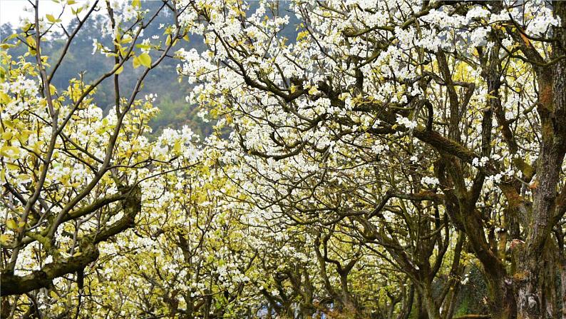 人教七下语文 第4单元 15《驿路梨花》 PPT课件04