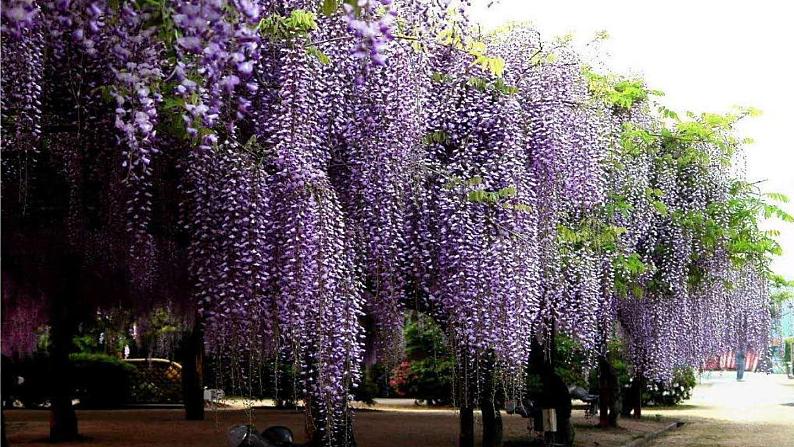 第5单元 18《紫藤萝瀑布》课时1第2页