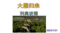 人教部编版八年级下册大雁归来精品ppt课件