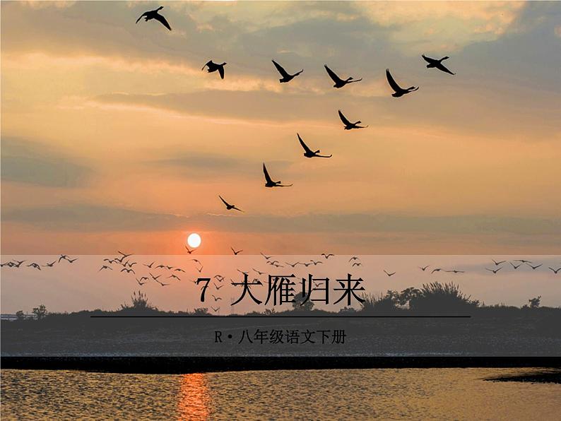 部编版八年级下册语文同步课件7 大雁归来第1页