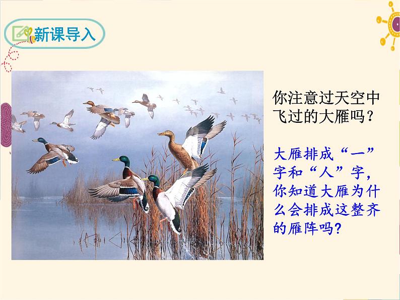 部编版八年级下册语文同步课件7 大雁归来第3页