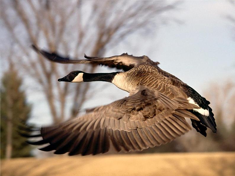 部编版八年级下册语文同步课件7 大雁归来第4页