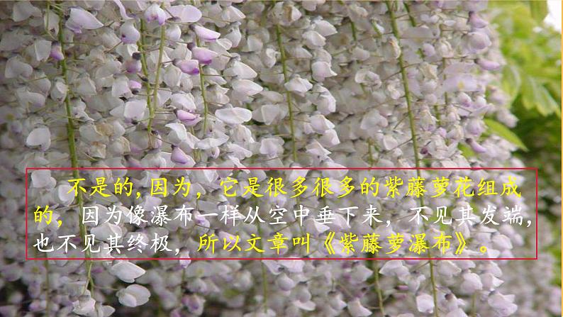 18《紫藤萝瀑布》课件PPT+教案+导学案+说课稿+音视频素材06