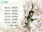 19《一棵小桃树》课件PPT+教案+导学案+说课稿+音视频素材