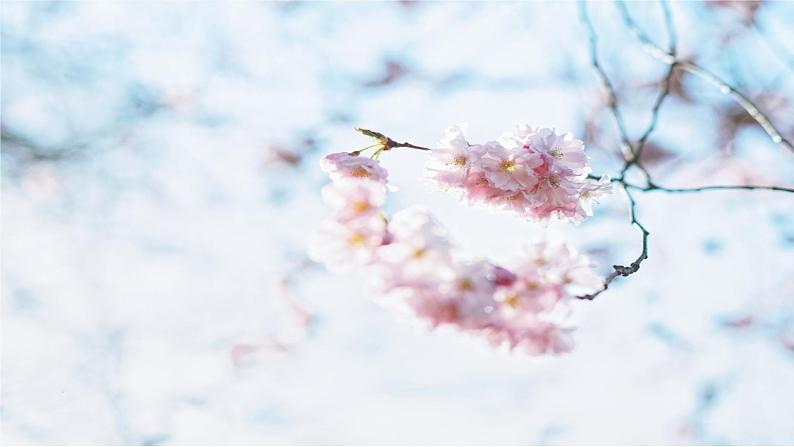 19《一棵小桃树》课件PPT+教案+导学案+说课稿+音视频素材03