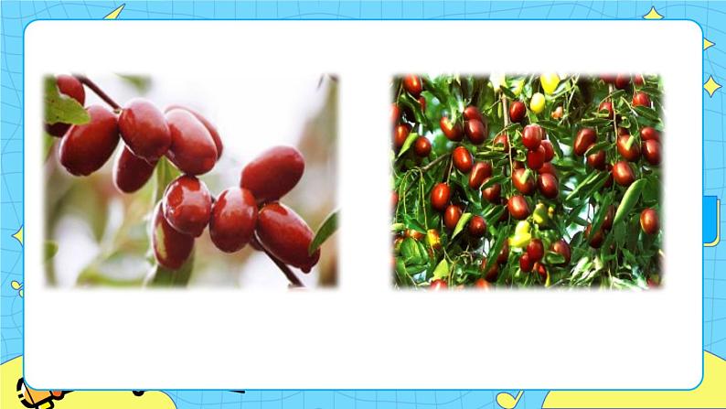 19 枣儿（课件+教案+课课练+说课稿）01