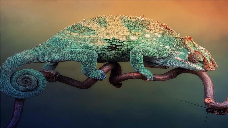 6 变色龙（课件PPT+教案+导学案+说课稿+音视频素材）02