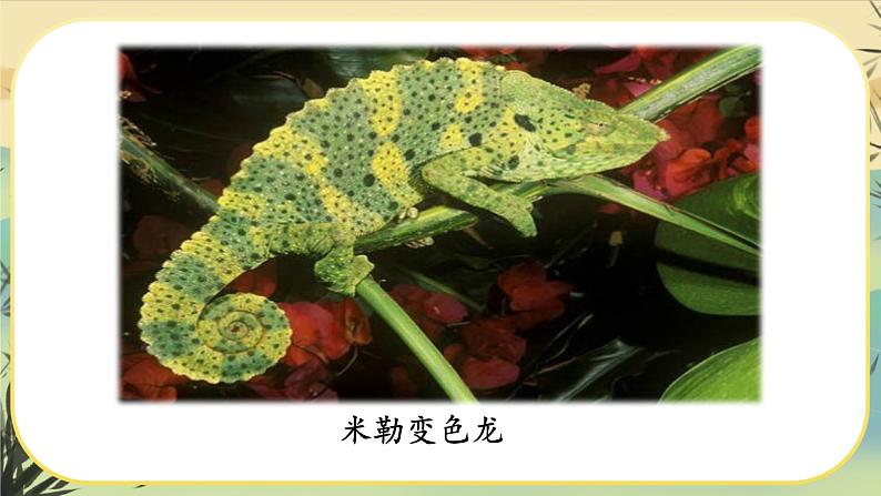 6 变色龙（课件PPT+教案+导学案+说课稿+音视频素材）05