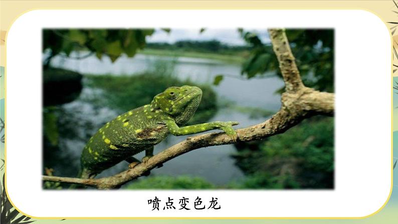 6 变色龙（课件PPT+教案+导学案+说课稿+音视频素材）07