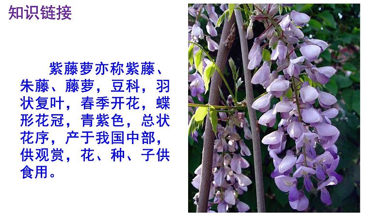 七下语文 18《紫藤萝瀑布》优秀课件-06