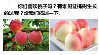 初中人教部编版19* 一棵小桃树公开课ppt课件