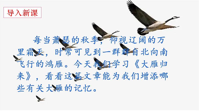 第7课《大雁归来》课件PPT01
