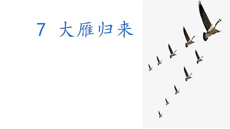 第7课《大雁归来》课件PPT02