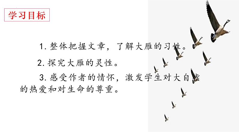 第7课《大雁归来》课件PPT03