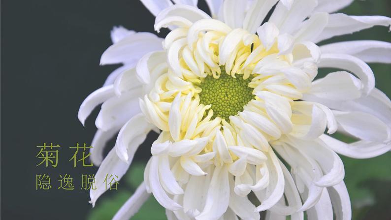 第16课《短文两篇——爱莲说》课件+素材02