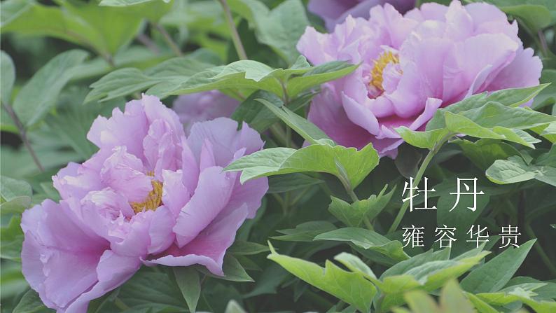 第16课《短文两篇——爱莲说》课件+素材03