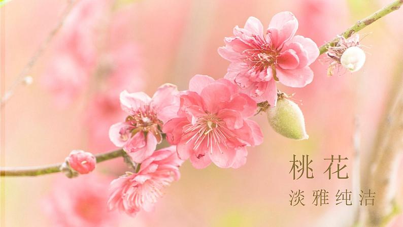 第16课《短文两篇——爱莲说》课件+素材04