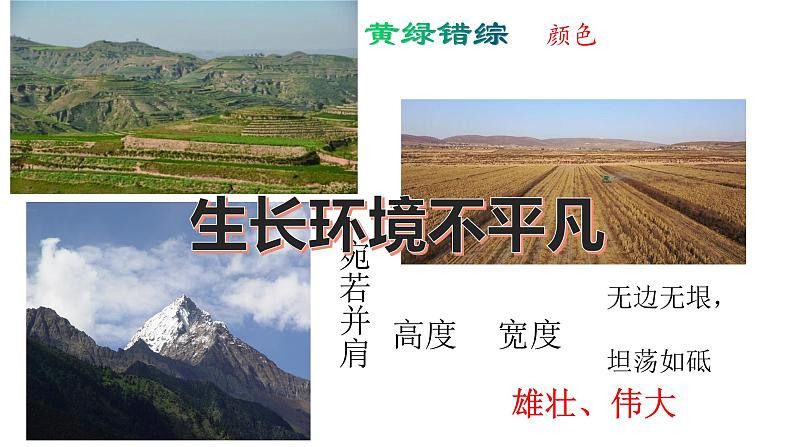 八上白杨礼赞 课件07