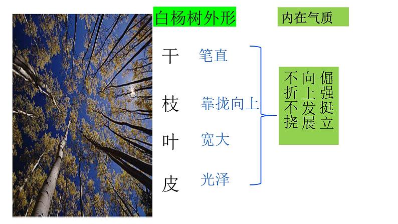 八上白杨礼赞 课件08