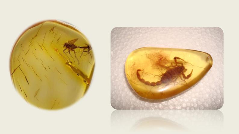 部编版八年级语文下册--8 时间的脚印（精品课件）第5页