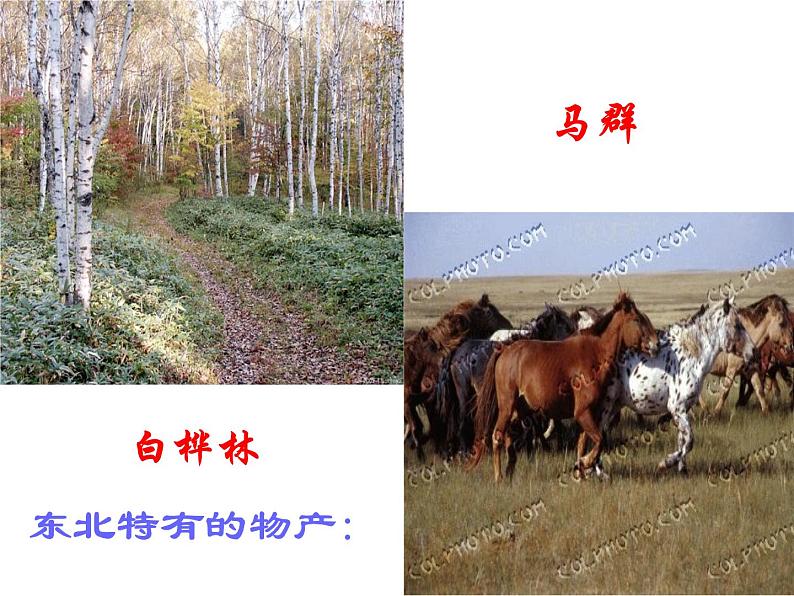 部编版七年级语文下册--8.土地的誓言（课件4）第2页