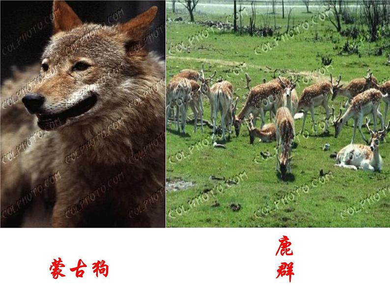 部编版七年级语文下册--8.土地的誓言（课件4）第3页