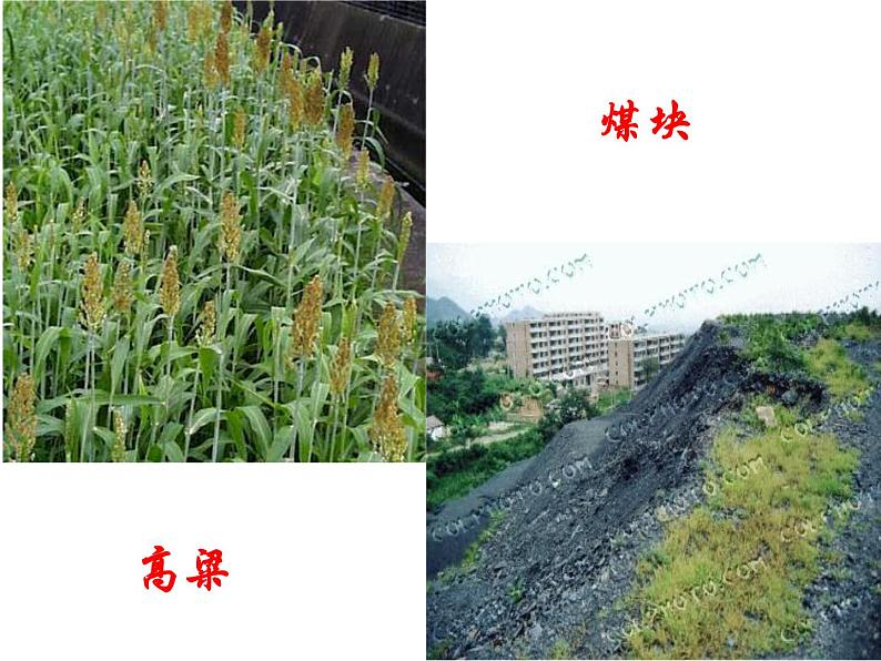 部编版七年级语文下册--8.土地的誓言（课件4）第4页